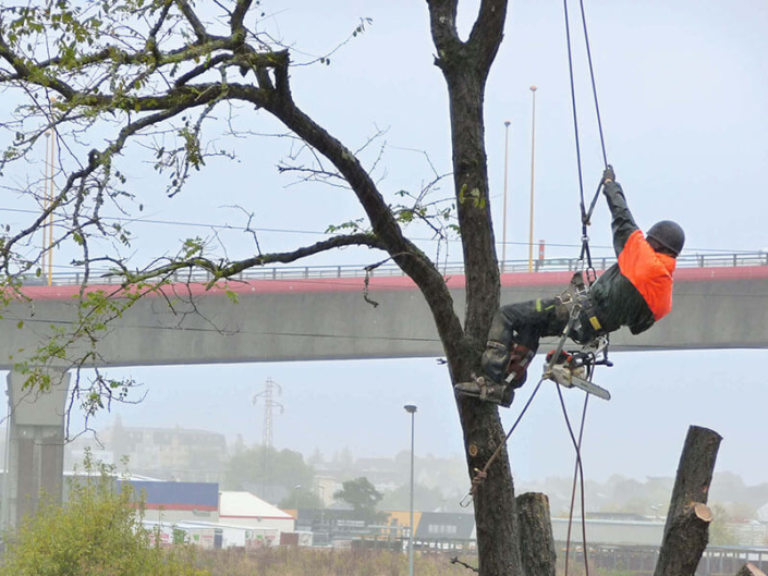 Élagage, ébranchage, coupe d'arbres - Morisseau Paysagistes Nantes