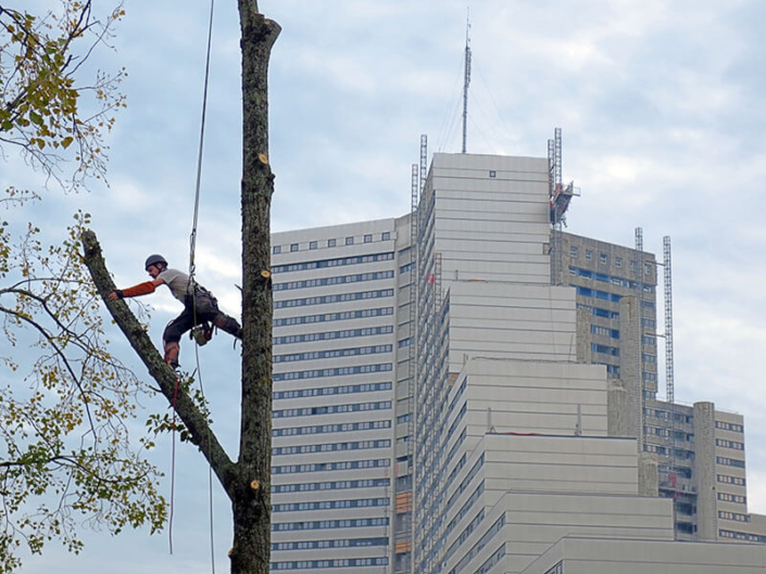 Élagage, ébranchage, taille d'arbres - Morisseau Paysagistes Nantes