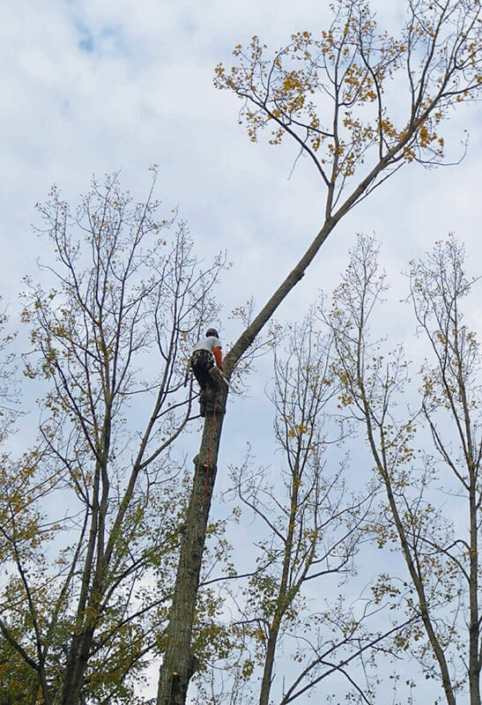 Élagage, coupe d'arbres - Morisseau Paysagistes Nantes