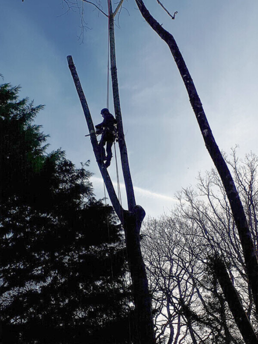Élagage, coupe d'arbres, taille de branches - Morisseau Paysagistes Nantes