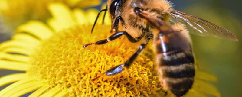 Journée mondiale des abeilles - Votre paysagiste professionnel nantais Morisseau Paysagistes (44)