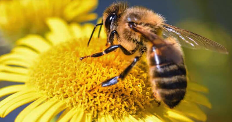 Journée mondiale des abeilles - Votre paysagiste professionnel nantais Morisseau Paysagistes (44)