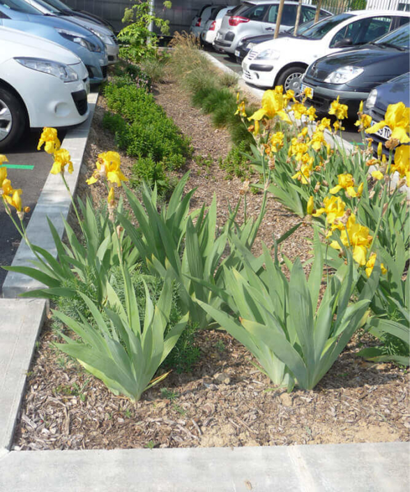 Aménagement de jardin, parking, création d'espaces verts, création de jardin pour les professionnels - Morisseau Paysagistes Nantes