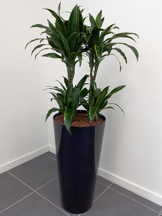 Plante en pot, décoration de bureau professionnel, jardin d'intérieur - Morisseau Paysagistes Nantes