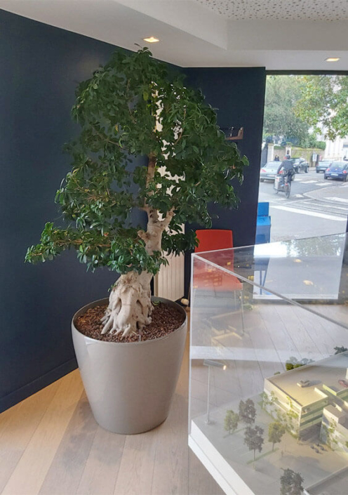 Plante en pot, décoration de bureau professionnel, hall d'entrée, jardin d'intérieur - Morisseau Paysagistes Nantes