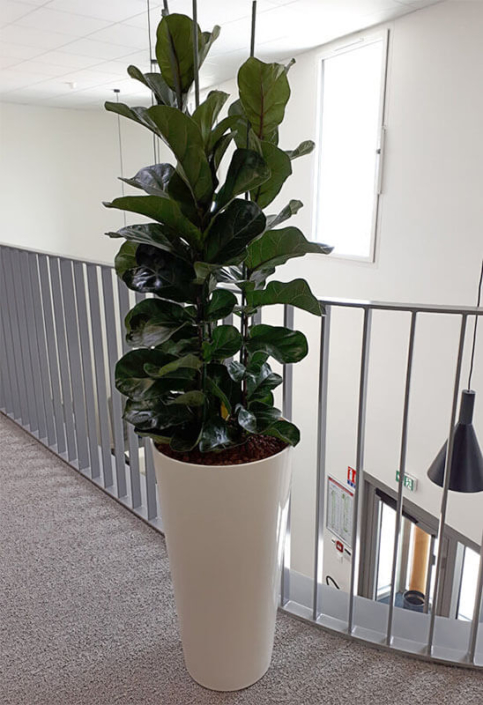 Plante en pot, décoration de bureau professionnel, jardin d'intérieur - Morisseau Paysagistes Nantes