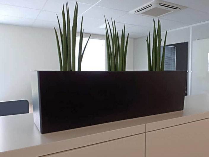 Plante en pot, décoration de bureau professionnel, séparateur d'espace, jardin d'intérieur - Votre paysagiste professionnel nantais Morisseau Paysagistes (44)