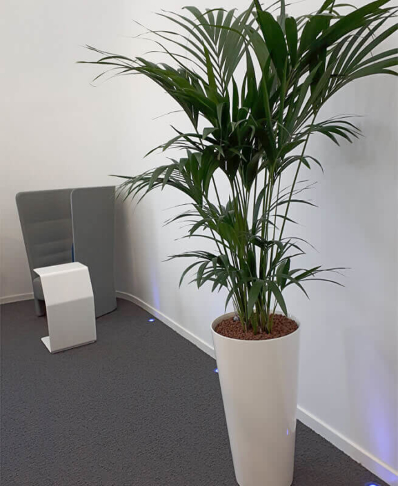 Plante en pot, décoration de bureau professionnel, jardin d'intérieur - Morisseau Paysagistes Nantes