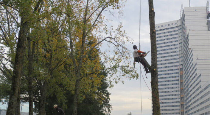 Élagage, taille d'arbre - Morisseau Paysagistes Nantes